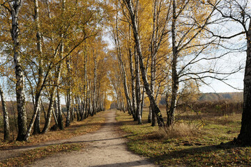 Fototapeta na wymiar Autumn birch forests