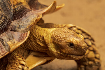 Naklejka premium Shot of a sulcata tortoise with a very cool bokeh background suitable for use as wallpaper, animal education, image editing material and so on.