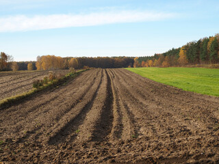 Autumn fields near the forest