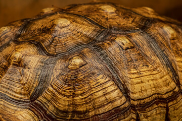 Shot of a sulcata tortoise shell pattern with a very cool bokeh background.