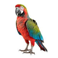  full body shot of a Dcarlet macaw on transparent background cutout - Generative AI	