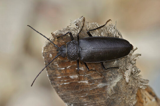 Closeup on the rare , endangered and biggest European long-horned beetle, Ergates faber sitting on wood