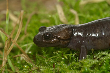Closeup on a North-American brown Northwestern salamander. Ambystoma gracile sitting on green moss