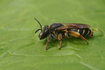 Closeup on a female of the rare Wilke's mining bee, Andrena wilkella, a specialist on clover, sitting on a green leaf © Henk