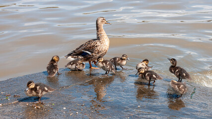 Grey Teal duck family with a group of baby ducklings 