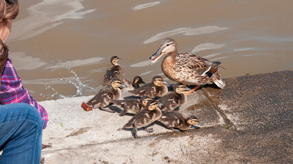 Grey Teal duck family with a group of baby ducklings 