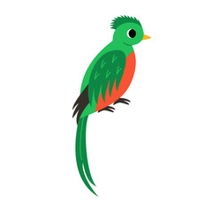 Vector illustration of cute quetzal bird isolated on white background.