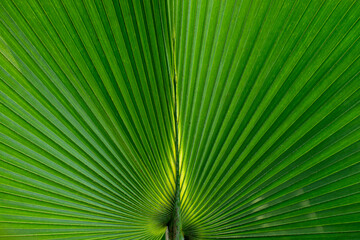 Fototapeta premium The beautiful lines are created by the leaves of the green palm tree. I couldn't help but take photos for everyone to use, such as making backgrounds, textures, or applying them to design various proj