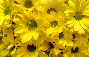 Fototapeta premium Yellow chrysanthemums taken in close-up