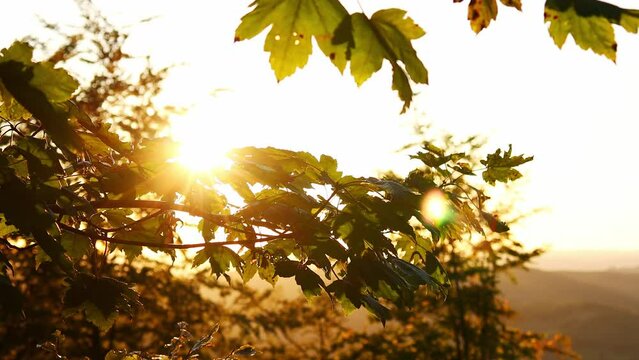 healthy nature in the evening sun video