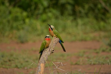 A pair of white-fronted bee-eater bird's sitting on a branch in the Kruger national Park South Africa.