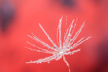 waterdrops on dandelion seed