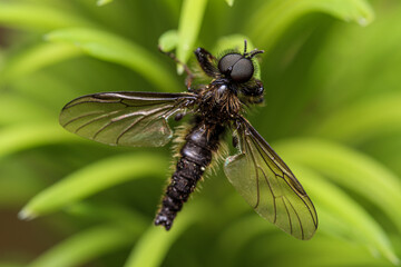 close up of a fly