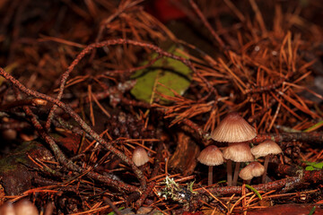 mushrooms in the forest