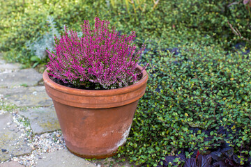 Fototapeta na wymiar Blooming heather in a clay flower pot in the garden
