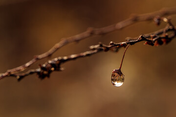 drops of dew on a branch