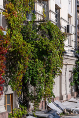 Fototapeta na wymiar Balcony on the building entwined with green leaves tripointed maiden vine on the street in Kyiv, Ukraine, closeup. Ecology and environment concept
