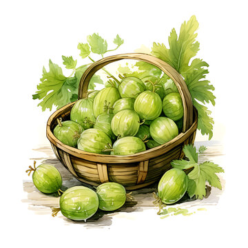Gooseberry, Fruits, Watercolor illustrations