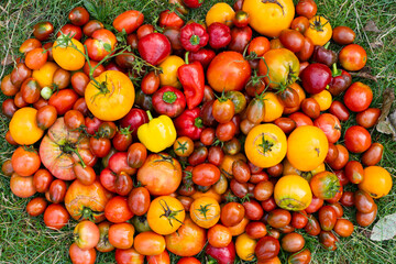 Fresh organic tomato and pepper mix. Delicious autumn tomato mix. Freshly harvested multi-colored tomatoes and pepper mix