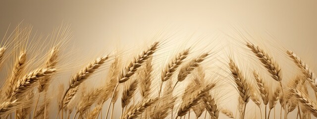 Barley rice has a white background