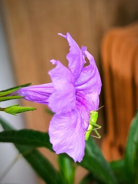 Close up of an little green grasshopper pearch on Blooming Violet Flowers or Ruellia Simplex Or Mexican Petunia