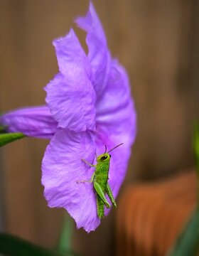 Close up of an little green grasshopper pearch on Blooming Violet Flowers or Ruellia Simplex Or Mexican Petunia