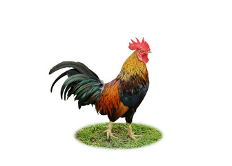 cock chicken  isolated on white background with clipping path.