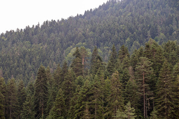 Pine trees in the wilderness of a national park. Healthy green trees. Sustainable industry, ecosystem and healthy environment concepts and background