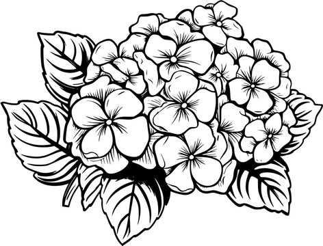 Floral Botanical Hydrangea Flower Arrangement Vintage Outline Icon In Hand-drawn Style