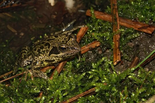Closeup on the endangered and rare Iberian stream, frog Rana iberica, sitting on moss