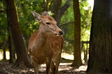 Naklejka na ściany i meble 遠くを見つめる奈良公園　鹿