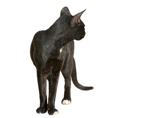 Black cat on white background.