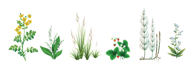 Сelandine, lily of the valley, fescue, strawberry, horsetail, forget-me-not realistic drawings set isolated on a white background. Wild forest and field herbaceous plants during flowering or fruiting. - obrazy, fototapety, plakaty
