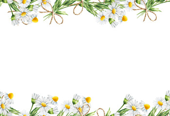 Watercolor white daisy seamless border isolated. Chamomile. Beauty products and botany set, cosmetology and medicine. For designers, spa decoration, postca