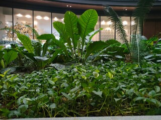 plants in the window