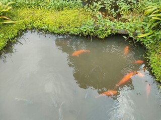fish in pond