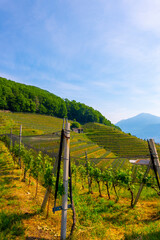Naklejka premium Vineyard with Mountain View and Cypress Tree in Morcote, Ticino, Switzerland.