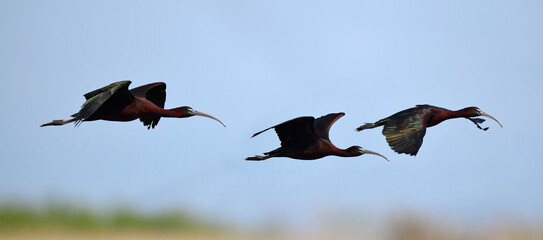 Glossy ibis // Brauner Sichler (Plegadis falcinellus) - Axios-Delta, Greece