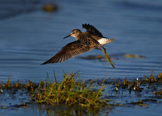 Bruchwasserläufer // Wood sandpiper (Tringa glareola)