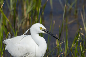 Little Egret (Egretta garzetta), resting on the wetland