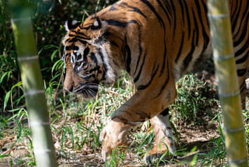 歩くトラ　スマトラトラ