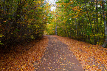 Naklejka premium Autumn forest road. View of autumn forest road with fallen leaves Fall season scenery. Epirus Greece