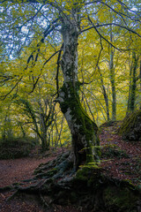Fototapeta premium Route through the Source of Urederra. Navarre. Spain