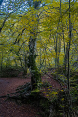 Route through the Source of Urederra. Navarre. Spain