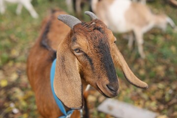 portrait of a goat