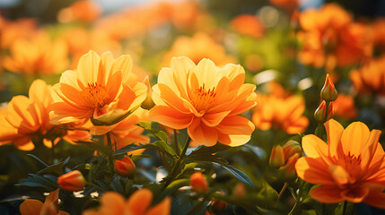 Close up of orange flowers blooming in garden