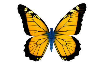 Very beautiful blue yellow orange butterfly in flight isolated on a transparent background.