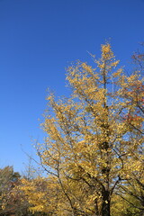 色づいたメタセコイアの大木