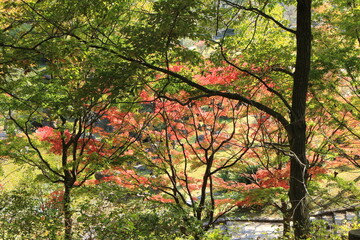 木々の中のモミジの鮮やかな赤