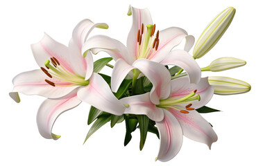 Fototapeta na wymiar A Realistic View of the Radiant Lily on a Clear Surface or PNG Transparent Background.